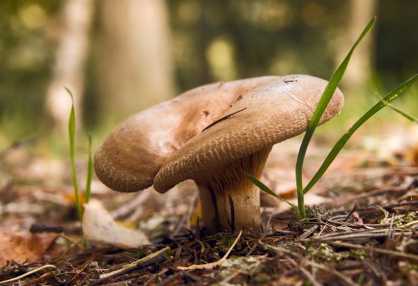 Свинушка Paxillus rubicundulus