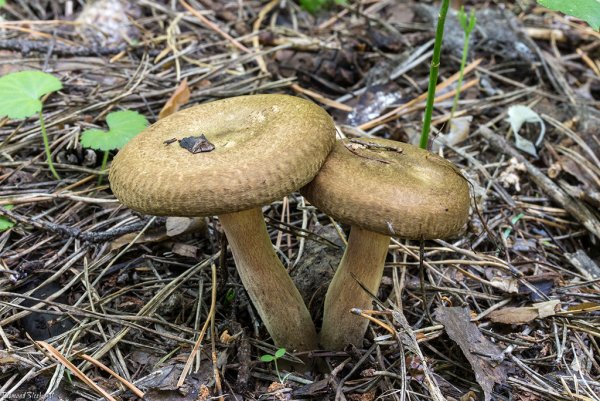 Свинушка Paxillus rubicundulus