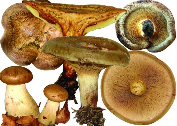 Свинушка Paxillus rubicundulus