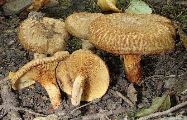 Свинушка тонкая Paxillus involutus