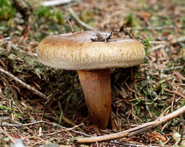 Свинушка тонкая Paxillus involutus