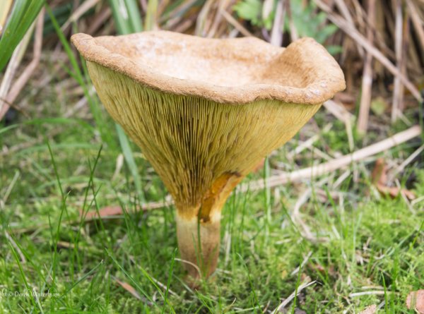 Свинушка тонкая ядовитый гриб