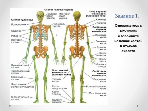 Кости скелета биология 8 класс