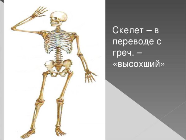 Строение скелета биология