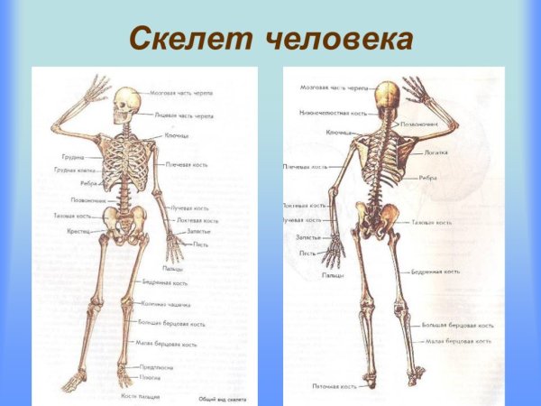 Скелет человека строение костей
