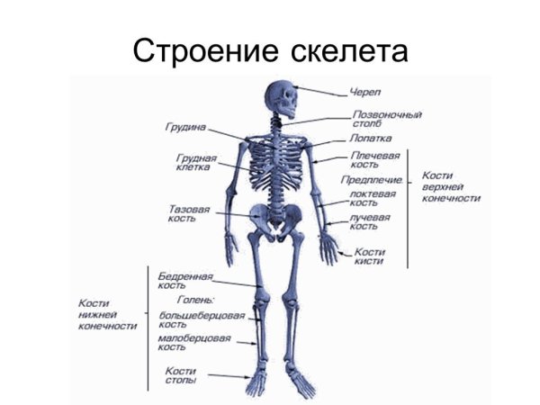 Отдел скелета строение функция