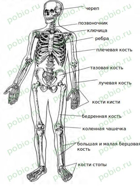 Кости скелета биология 8 класс