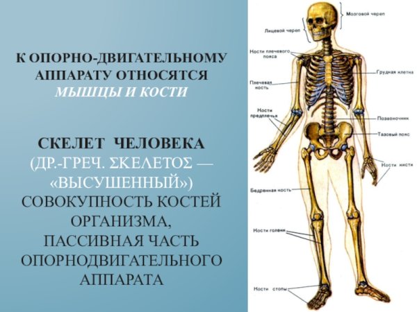 Строение скелета человека 8 класс биология