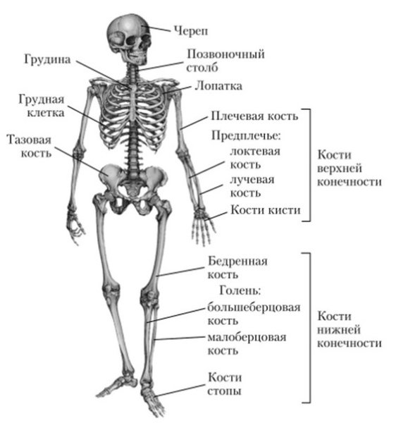 Строение скелета человека ЕГЭ биология