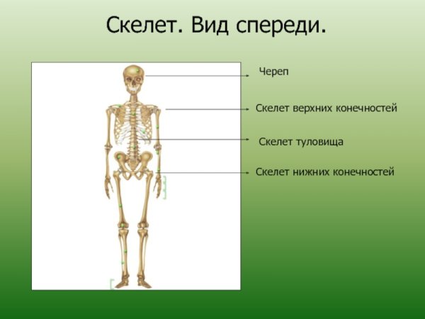 Скелет туловища скелет конечностей