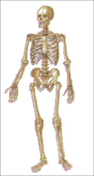 Рис 13 скелет человека