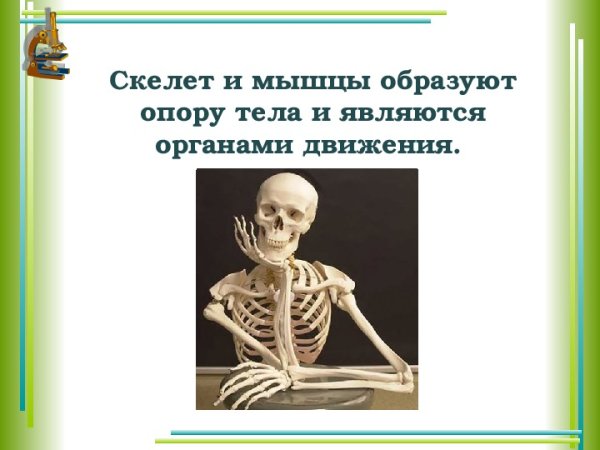 Скелет опора человека