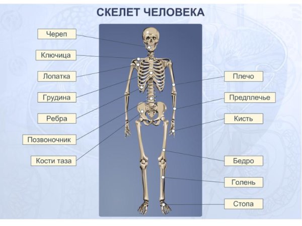 Части скелета скелет туловища