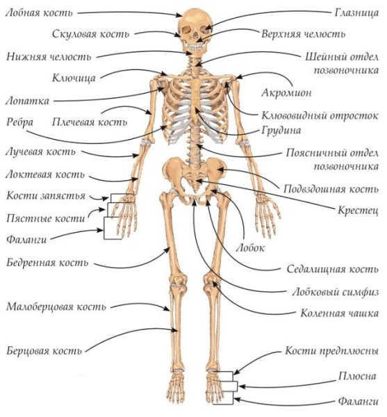 Анатомическое строение скелета человека