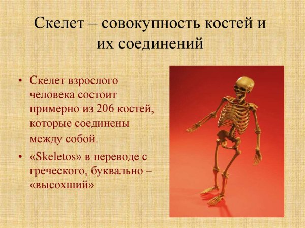 Скелет взрослого человека состоит из