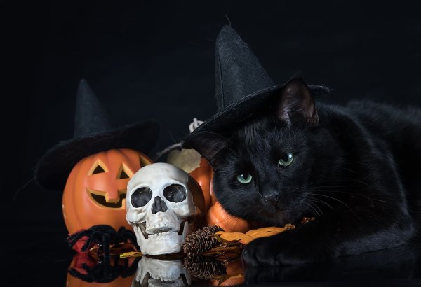 Кот Хэллоуин арт