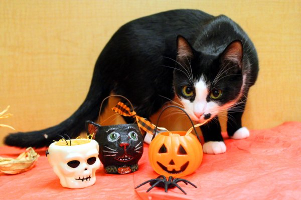 Кошачий Хэллоуин