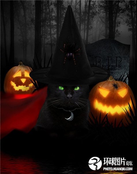 Коты Воители Halloween