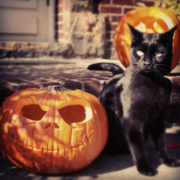 Кошачий Хэллоуин