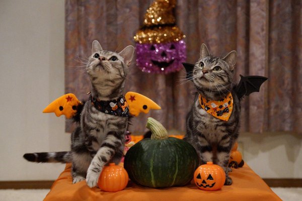 Хэллоуин кошка