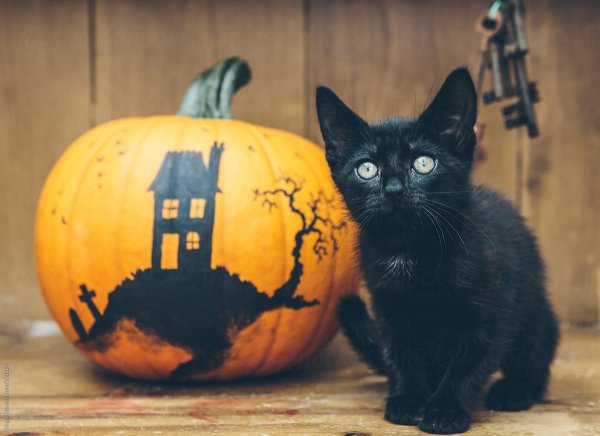 Черный кот Хэллоуин