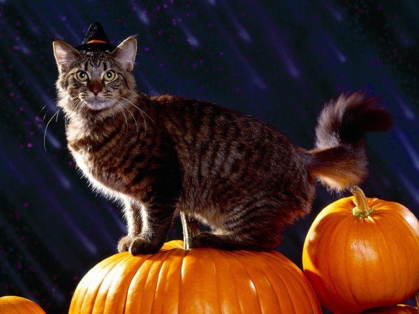 Котик в тыкве