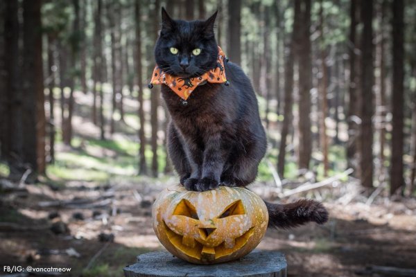 Хэллоуин коты
