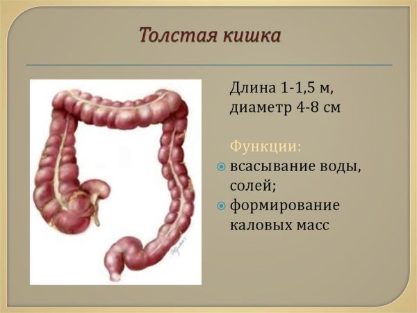 Функции толстой кишки анатомия