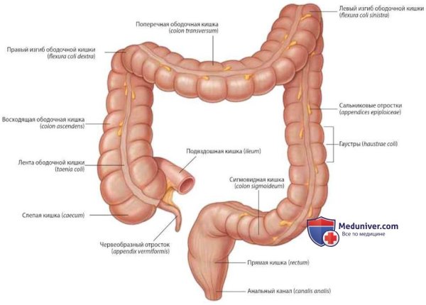Ободочная кишка анатомия отделы