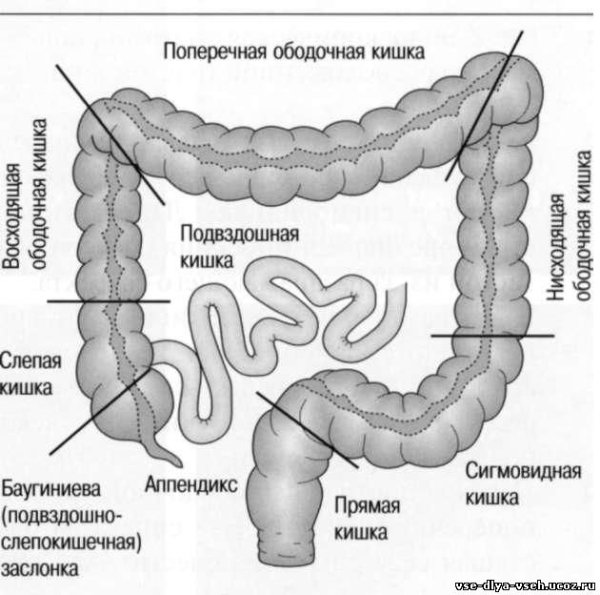 Отделы Толстого кишечника анатомия
