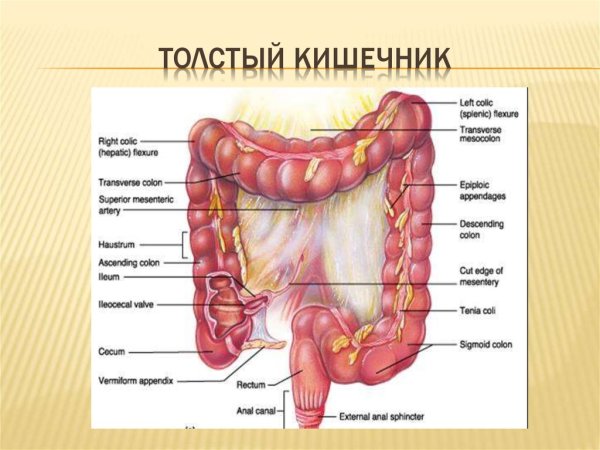 Отделы Толстого кишечника человека схема