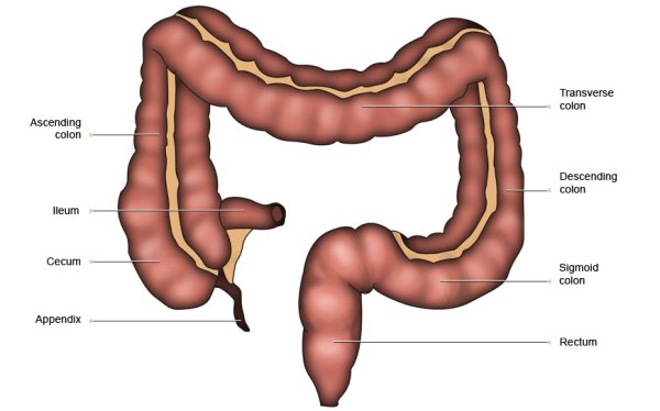Строение кишечника человека схема