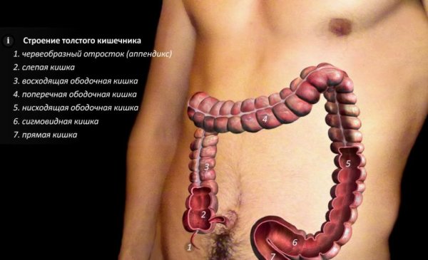 Ободочная кишка и прямая кишка