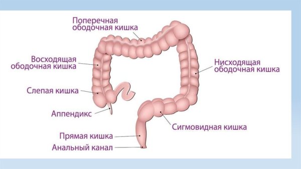 Строение Толстого кишечника человека схема