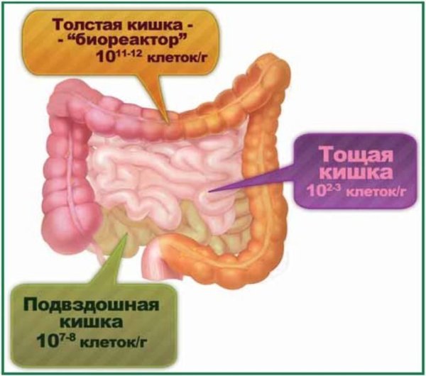 Толстый кишечник слепая ободочная прямая кишка