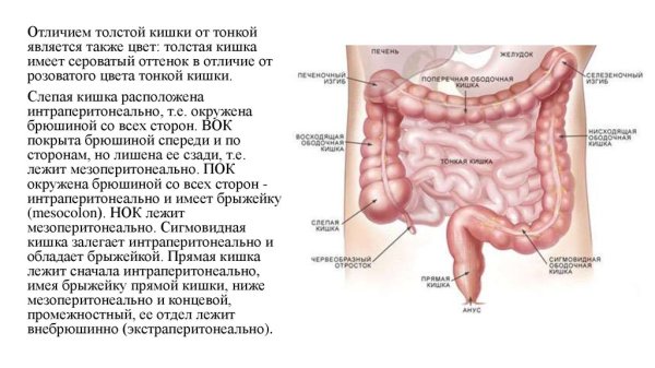 Толстая кишка анатомия человека