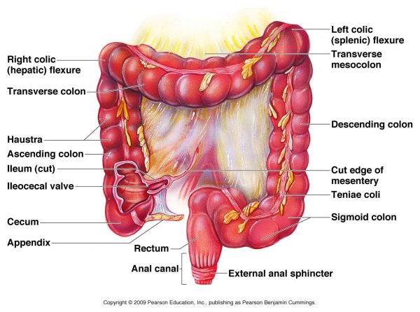 Толстый отдел кишечника функции