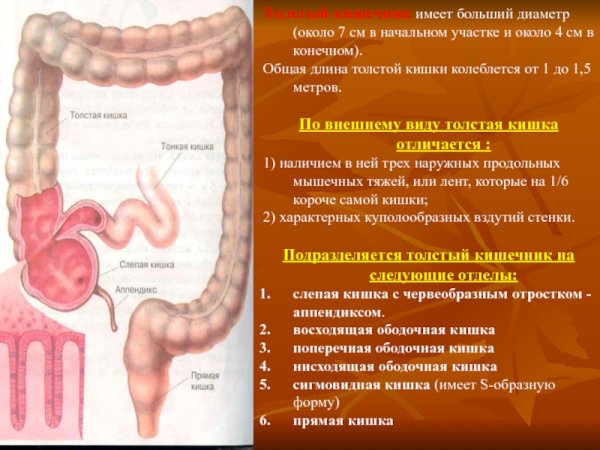 Тонкая кишка анатомия строение