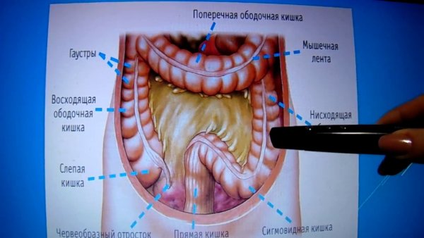Толстый кишечник анатомия 3д