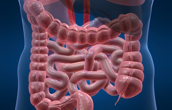 Толстый кишечник человека