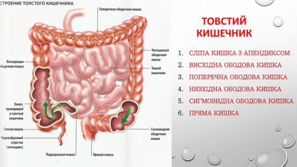 Толстая и тонкая кишка анатомия человека