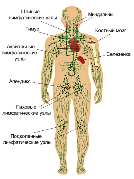 Лимфоузлы человека схема