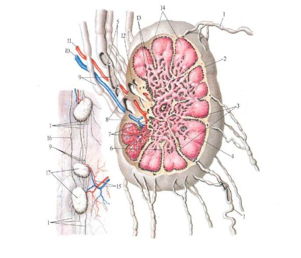 Лимфатический узел приносящие лимфатические сосуды