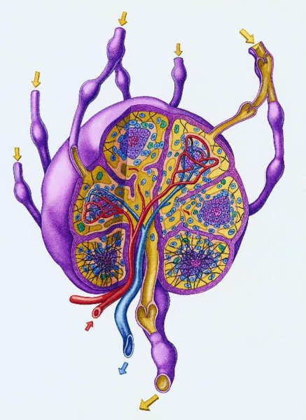 Лимфатический узел 3д