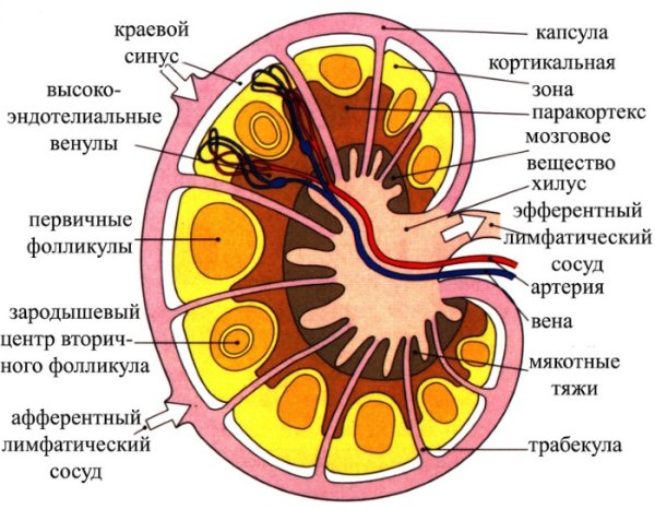 Лимфоузел внутреннее строение