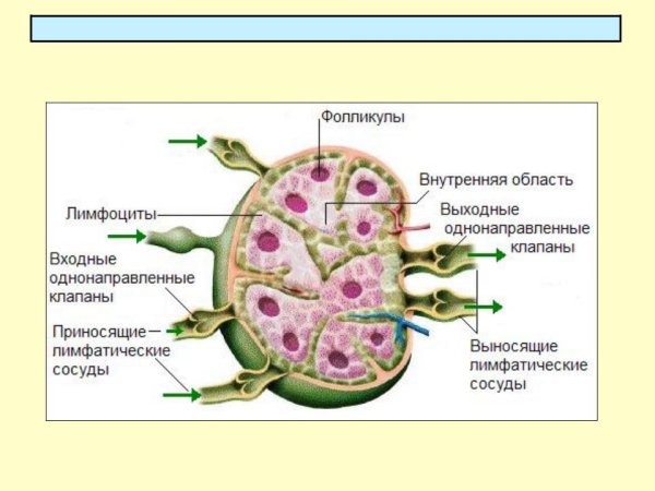 Лимфатические узлы анатомия человека