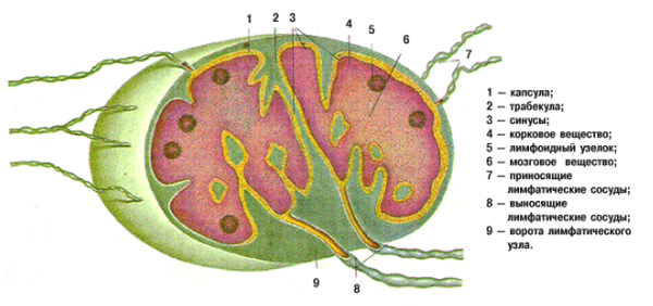 Строение лимфатического узла