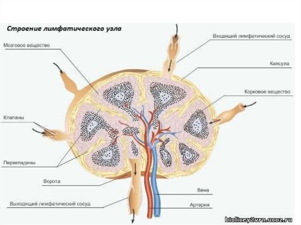 Строение лимфатического узла анатомия