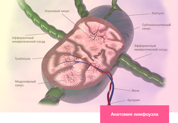 Анатомия лимфоузла