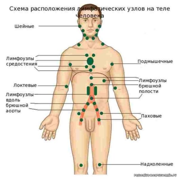 Лимфатические узлы схема расположения